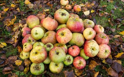 Fallobstannahme ab August_AWIGO - AWIGO Fallobstannahme ab August_AWIGO