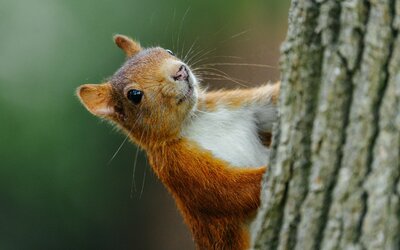 Tiere und Tierspuren Eichhörnchen