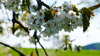 Kirschblüte Kirschblüte