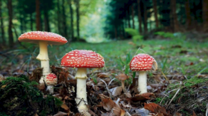 Pilze2x.jpg