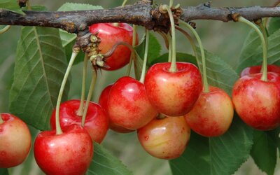 Kirsche des Jahres 2025 - Hans Joachim Bannier Kirsche des Jahres 2025