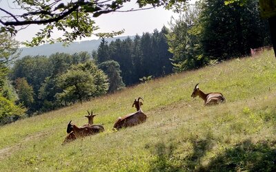 Silberberg 1_2021 _News_Foto Katharina Opladen (1024x768) - Katharina Opladen Silberberg 1_2021 _News_Foto Katharina Opladen (1024x768)