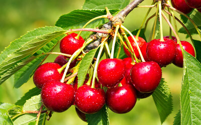 Aufruf Kirschprodukte_CC_Adobe Stock_106237865 - Adobe Stock_106237865 Aufruf Kirschprodukte_CC_Adobe Stock_106237865