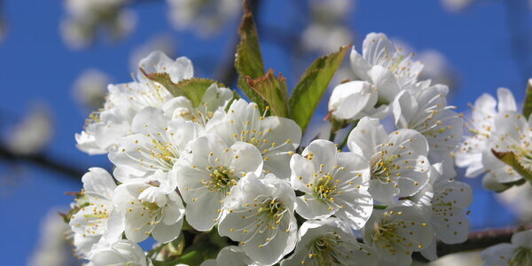 Blühbarometer - Stufe 4_Top News