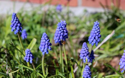 Frühblüheraktion - Naturschutzstiftung Landkreis Osnabrück Frühblüheraktion
