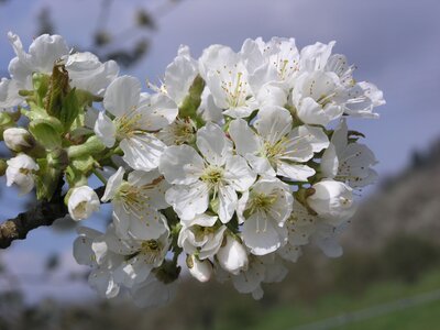 Büttners Rote Knorpel