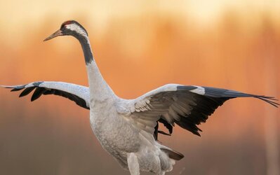 kraniche_2_CC_Landkreis Osnabrück_Adobe StockID456516738