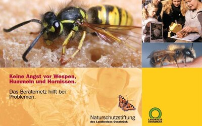 Wespen Schutz - Landkreis Osnabrück Wespen Schutz