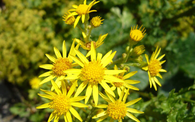 jakobskreuzkrautblueten_CC_ Dr. Marianne Klug - Dr. Marianne Klug jakobskreuzkrautblueten_CC_ Dr. Marianne Klug