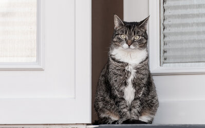 Katze - Radka Schöne_pixelio Katze