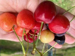bunte Kirschen in der Hand.jpg bunte Kirschen in der Hand.jpg