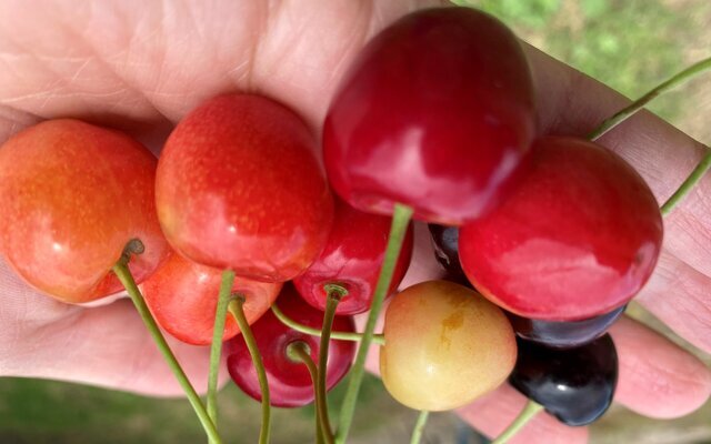 bunte Kirschen in der Hand.jpg