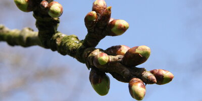 Blühbarometer Stufe 1_Top News