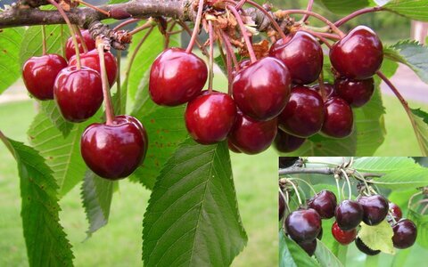 Kirsche des Jahres 2026_