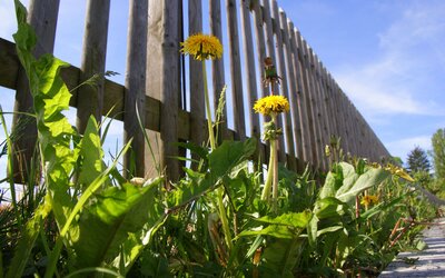 Einfriedung Grundstück - original_R_K_B_by_Katharina Wieland Müller_pixelio Einfriedung Grundstück