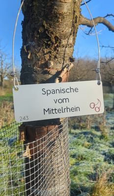 Kirschlehrpfad 3 Kirschlehrpfad 3