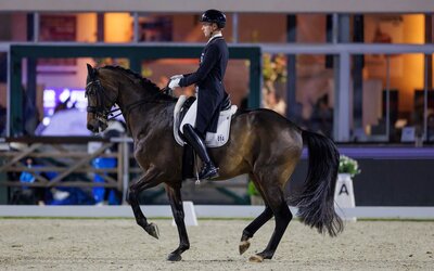 Dressursport im Herbst - Stefan Lafrentz Dressursport im Herbst