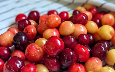 Kirschernte 2025 - Gemeinde Hagen a.T.W. Kirschernte 2025