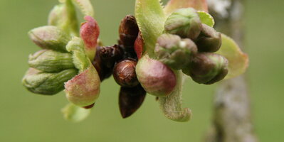 Stufe 2 Blühbarometer Blüte naht - Gemeinde Hagen a.T.W. Stufe 2 Blühbarometer Blüte naht