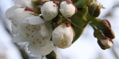 Stufe 3 Blühbarometer Blüte beginnt - Gemeinde Hagen a.T.W. Stufe 3 Blühbarometer Blüte beginnt