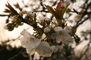 Kirschblüten 2