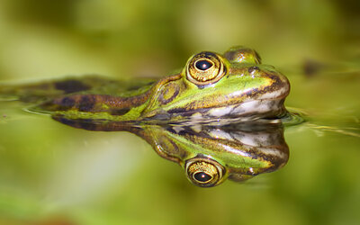 Forsch - Dieter_pixelio Forsch